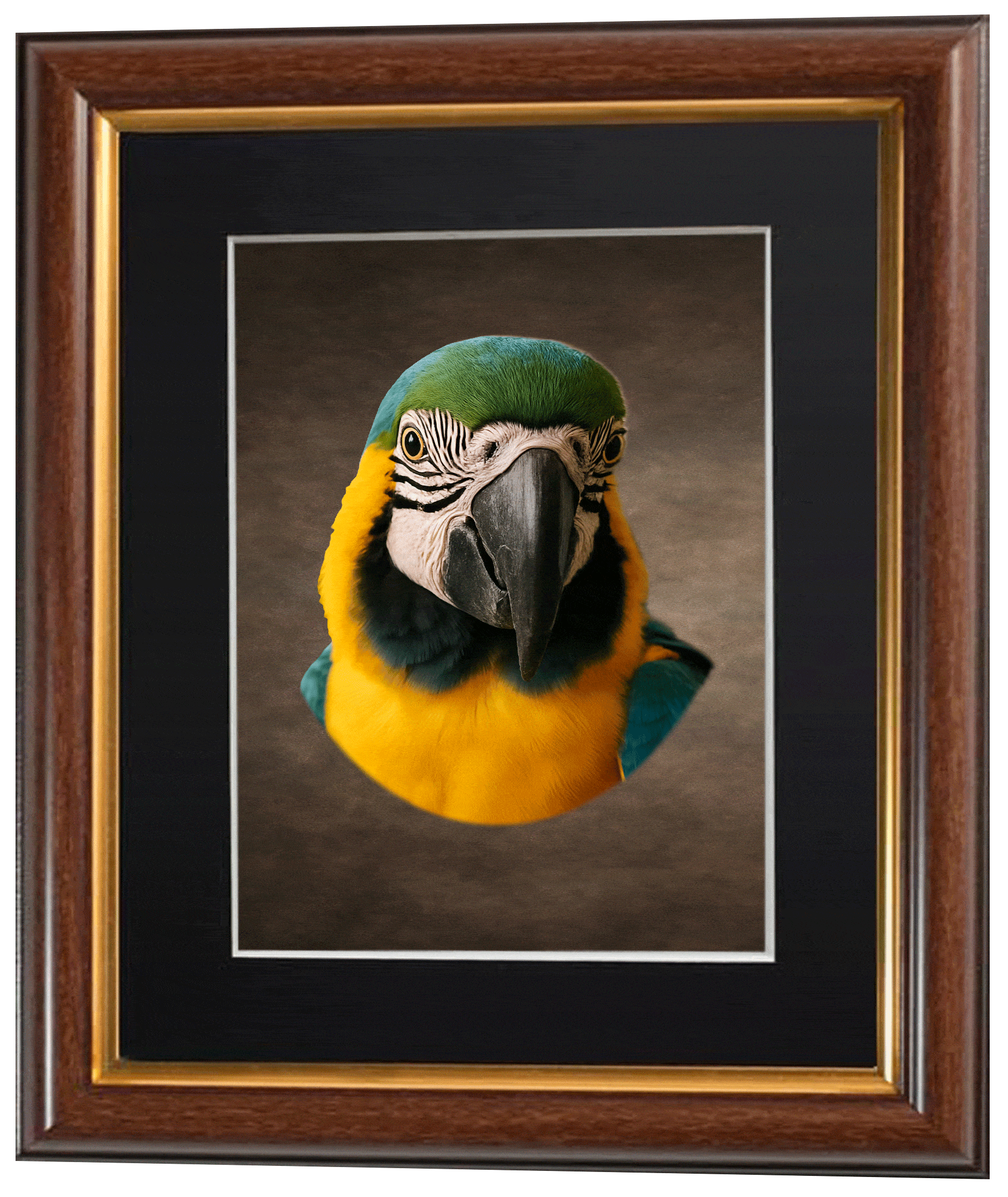 animated image of Parrot