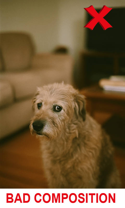 bad dog image for conversion